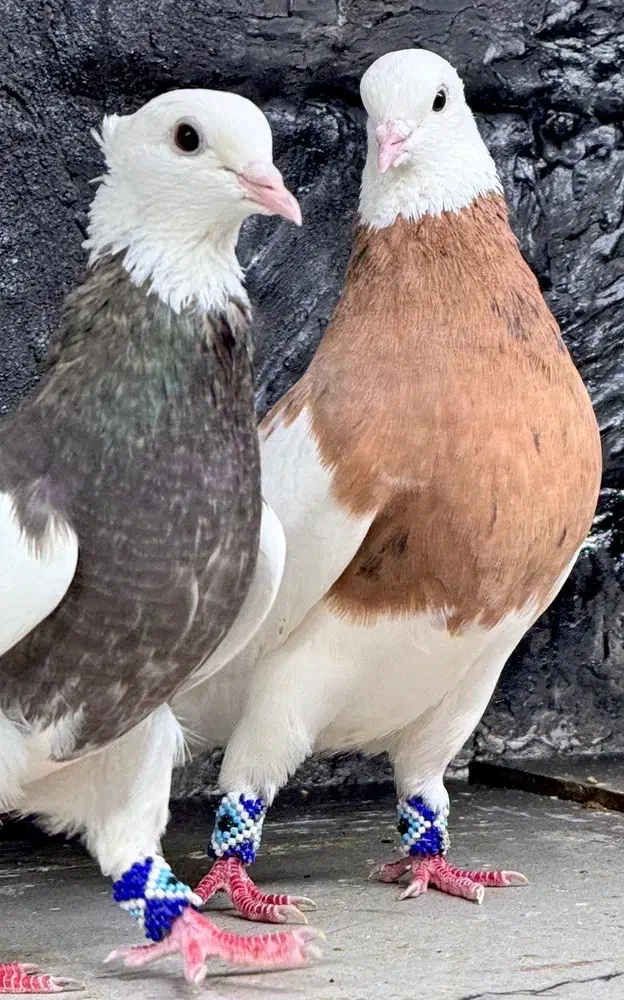 کبوتر طوقی|پرنده|مینودشت, |دیوار