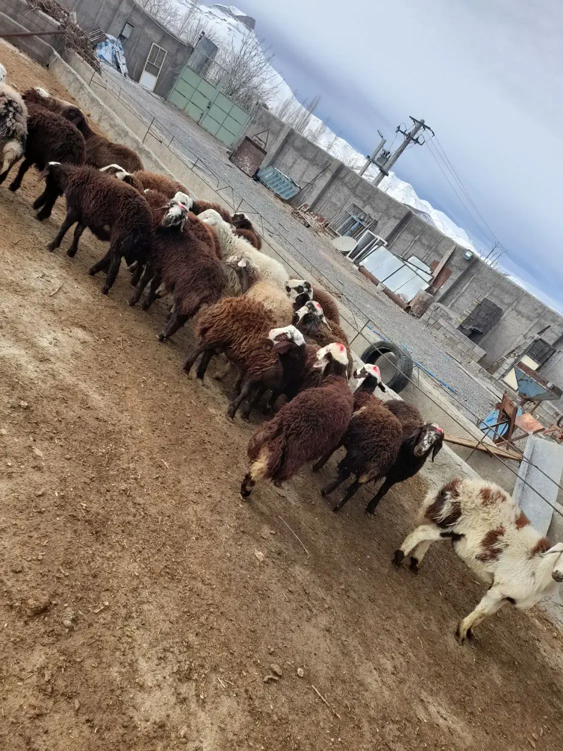 بره نر|حیوانات مزرعه|قره چای, |دیوار