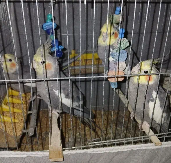 عروس هلندی|پرنده|لنگرود, |دیوار