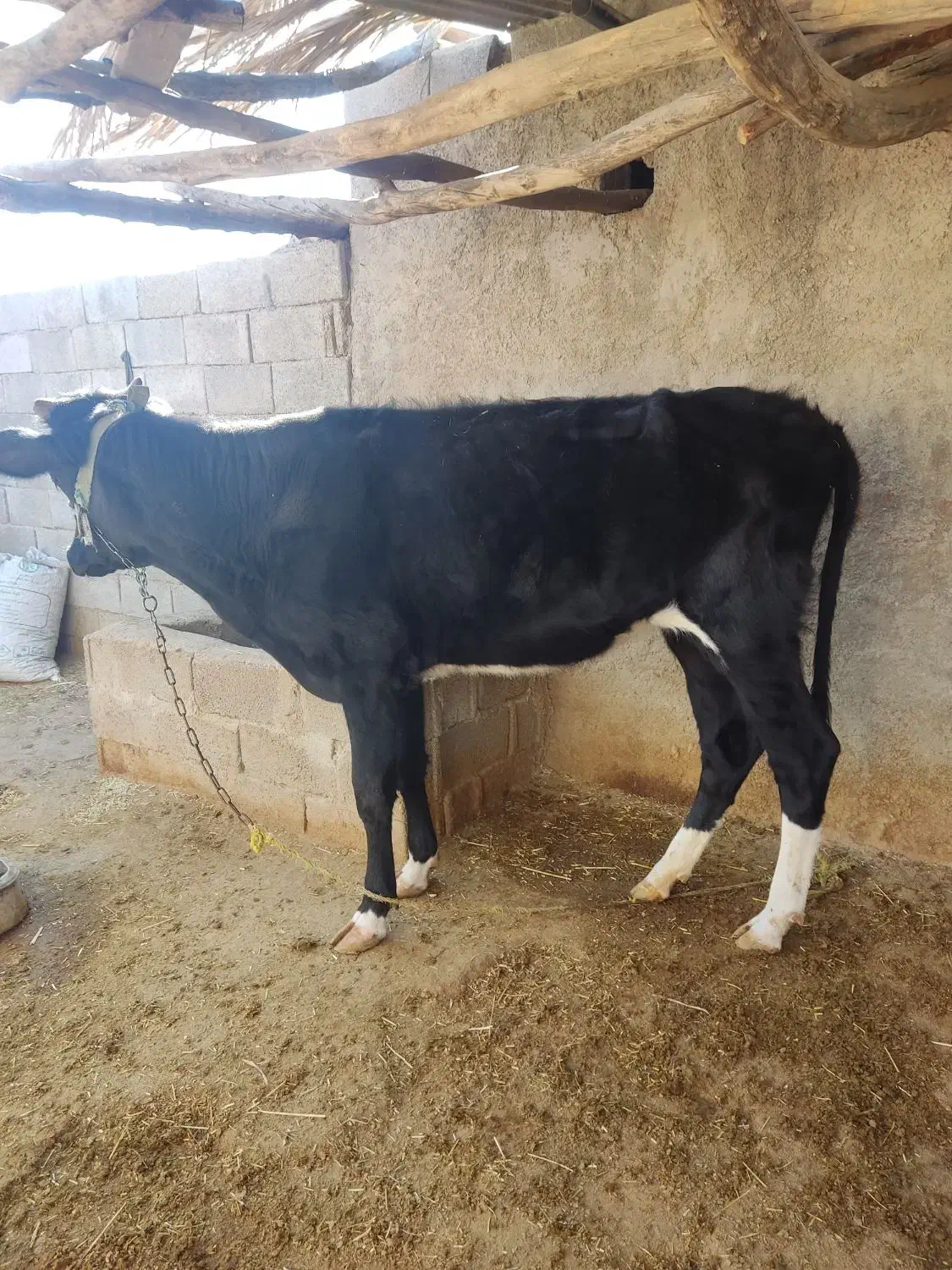 فروش شنگل|حیوانات مزرعه|بهبهان, |دیوار