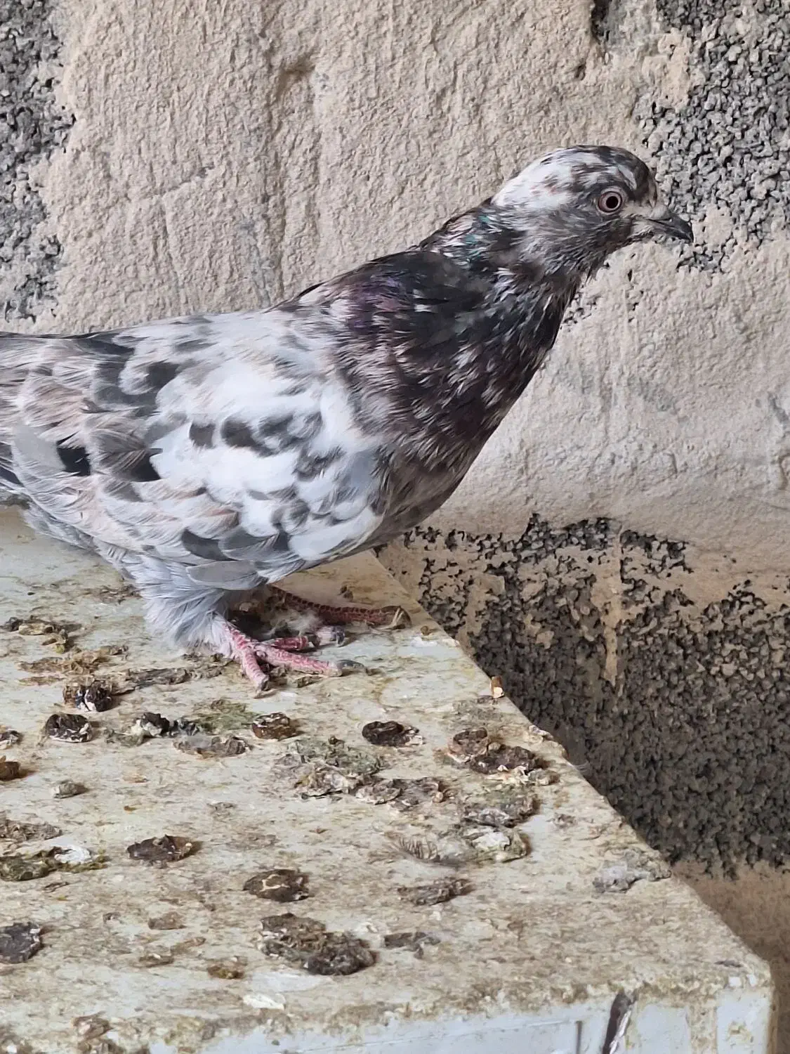 کبوتر|پرنده|چوار, |دیوار