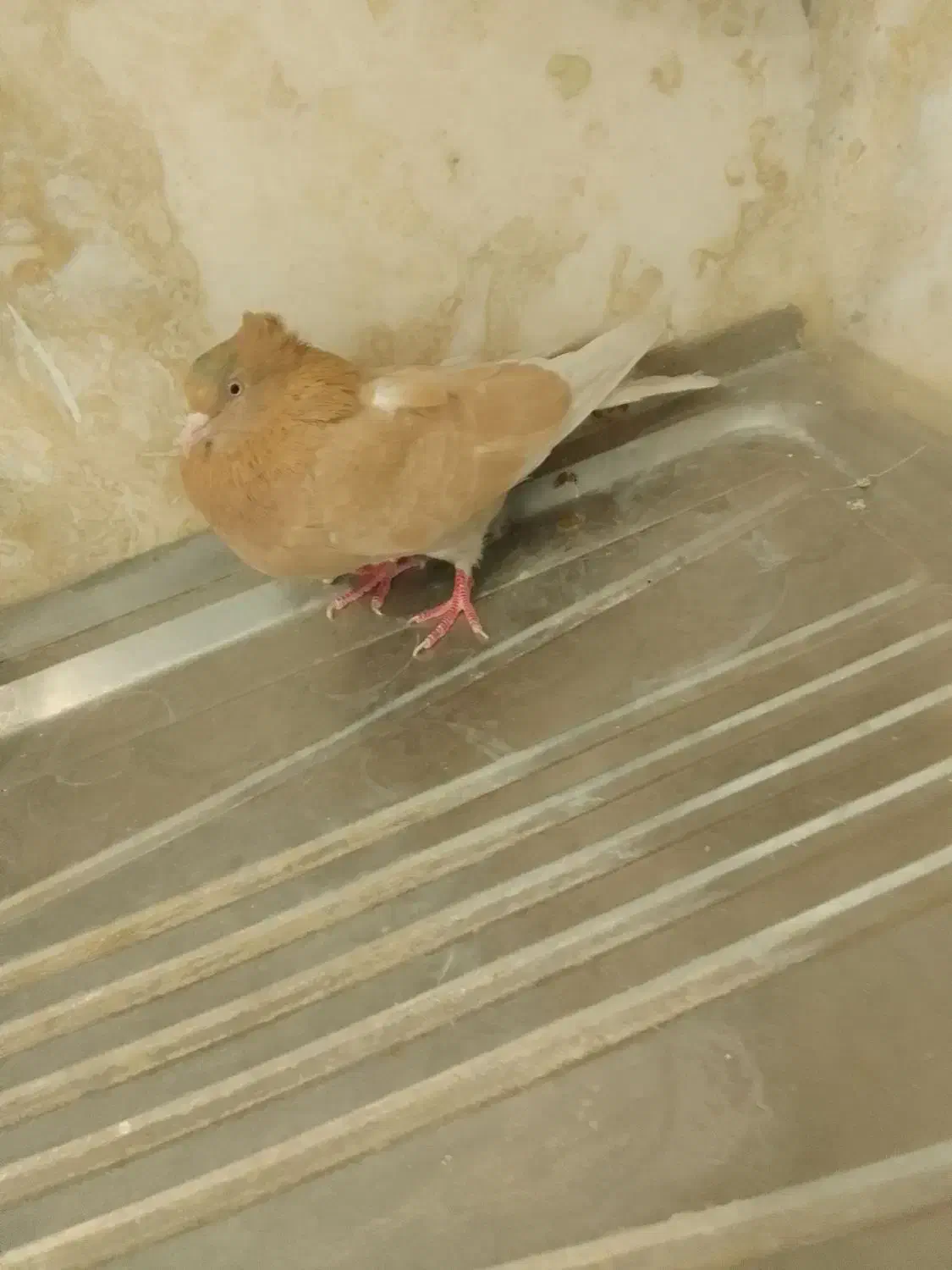 کبوتر|پرنده|محلات, |دیوار