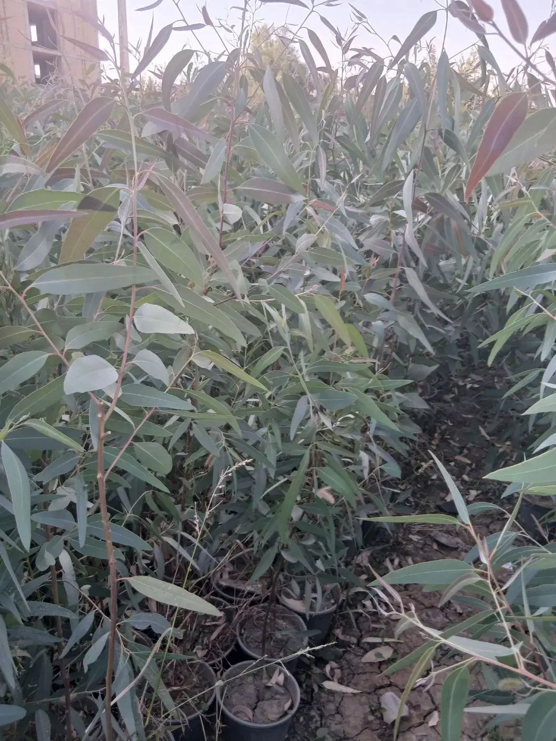 اکالیپتوس دوساله تولید اصفهان در فضای باز|خدمات باغبانی و درختکاری|اصفهان, سودان|دیوار