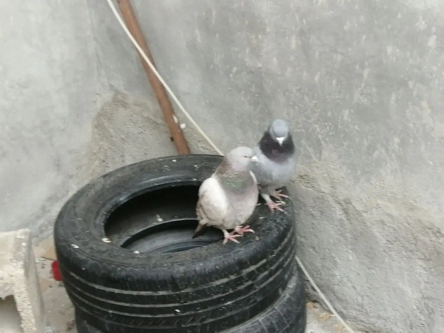 فوری فوری تا فردا دوتاش 250|پرنده|یاسوج, |دیوار