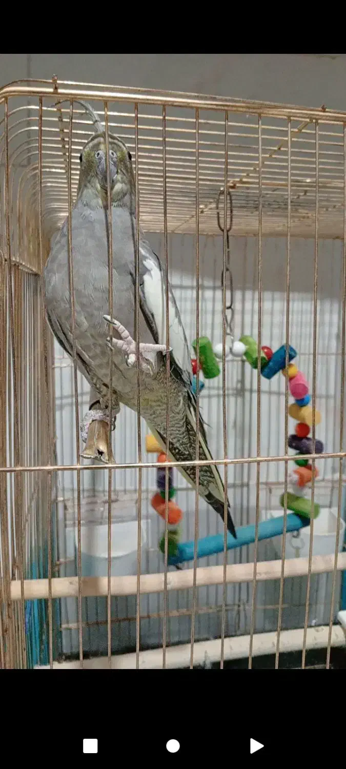 عروس هلندی با قفس|پرنده|تربت جام, شاد|دیوار