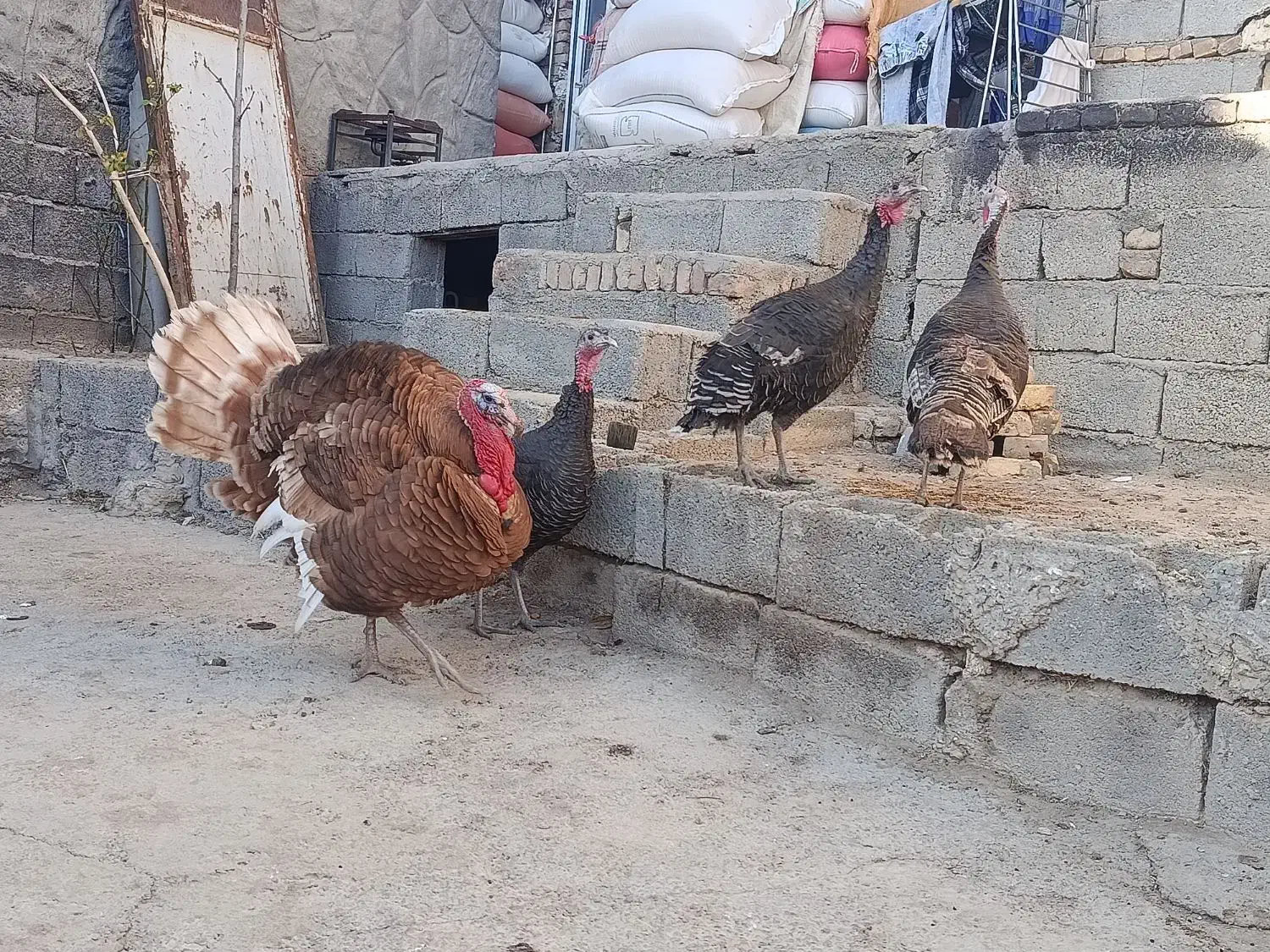 بوقلمون|پرنده|سرعین, |دیوار