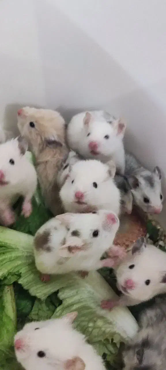 همستریه ماهه وبالغ دستی|موش و خرگوش|مشهد, چهارچشمه|دیوار