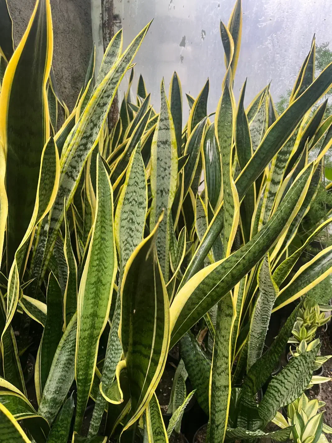 حراج به علت تغییر شغل|گل و گیاه طبیعی|ساری, |دیوار