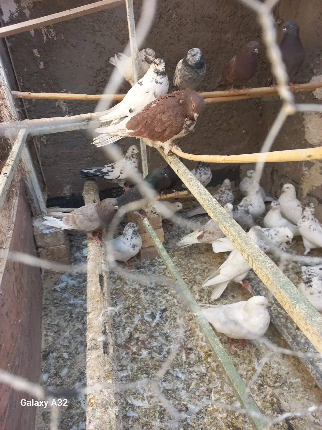 کفتر|پرنده|آران و بیدگل, |دیوار