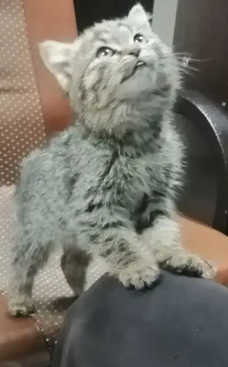 گربه ملوس|گربه|زرقان, |دیوار