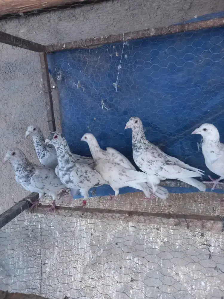 کبوتر سرور|پرنده|لنجان, |دیوار