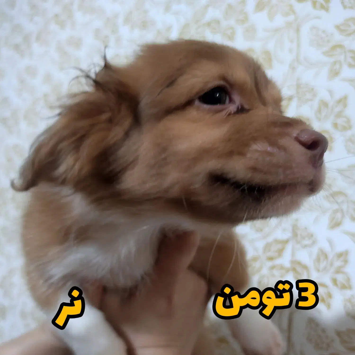 توله سگ|سگ|چابهار, |دیوار