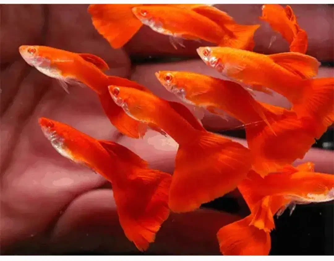 انواع ماهی زینتی|ماهی|تویسرکان, |دیوار