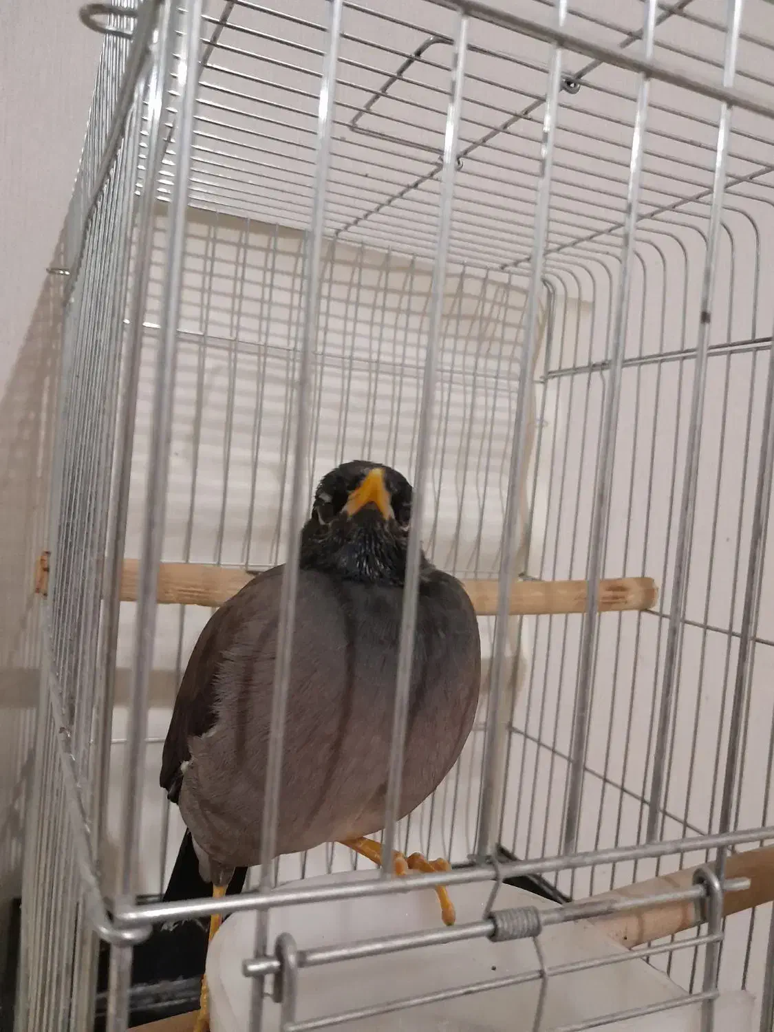 مرغ مینا|پرنده|رباط‌کریم, مسکن مهر آبشناسان|دیوار