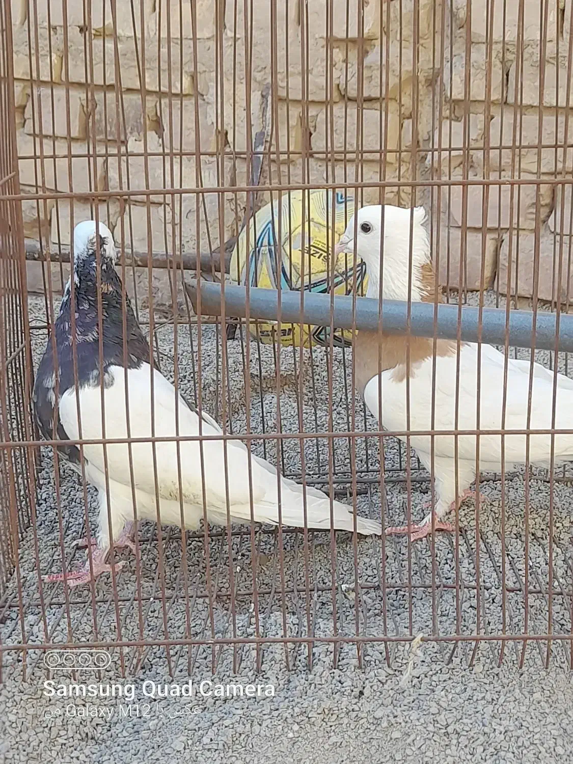 طوقی|پرنده|اردکان, |دیوار