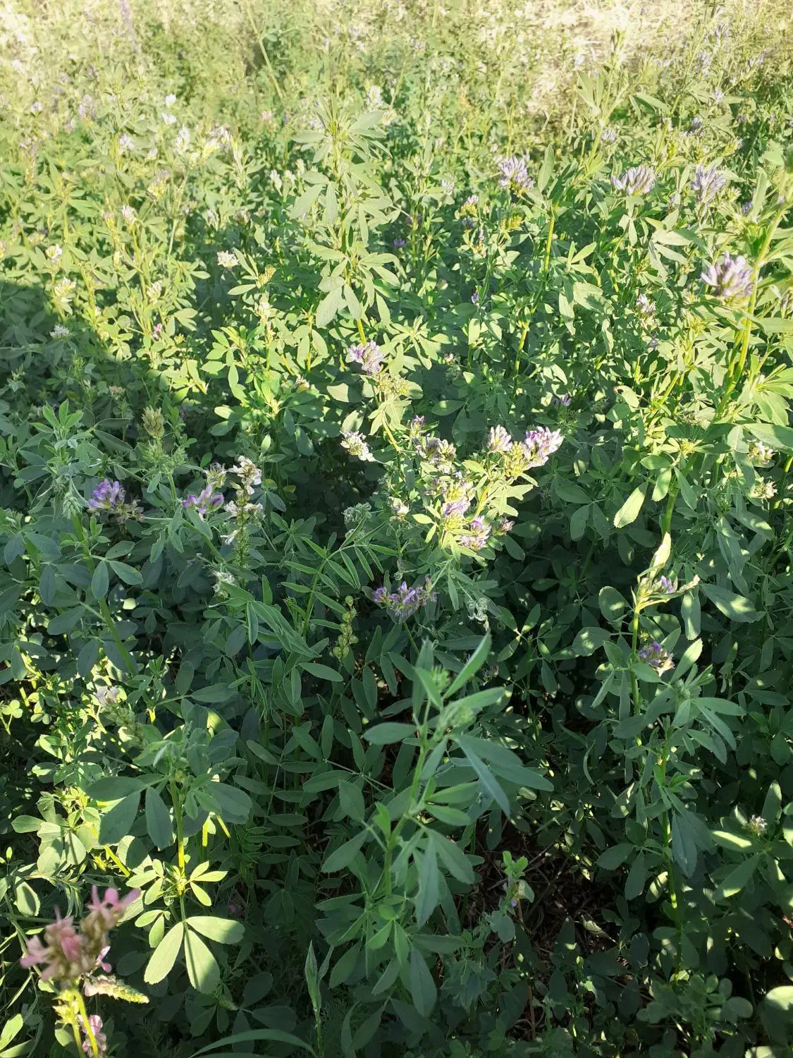 فروش یا اجاره زمین کشاورزی با سهمیه اب|فروش دفتر صنعتی، کشاورزی، تجاری|سراب, |دیوار