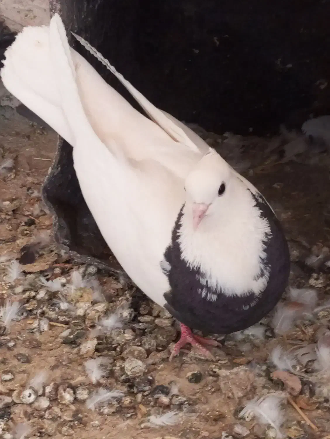 کبوتر طوقی بدونه غلط|پرنده|دهگلان, |دیوار