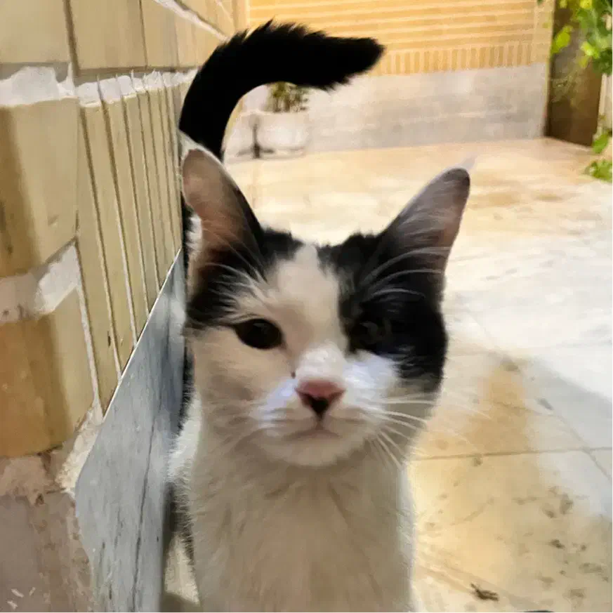 گربه|گربه|کاشان, معلم|دیوار