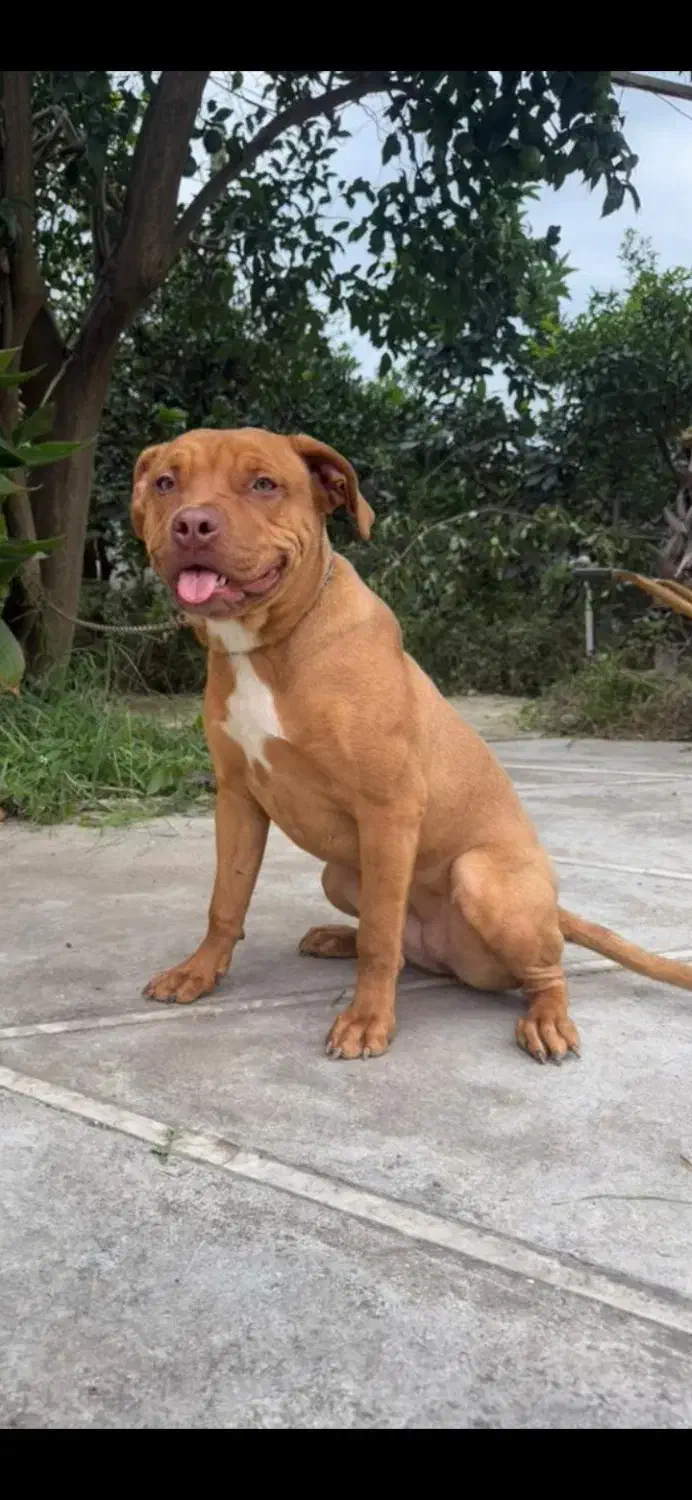 سگ پیت بول ۶ماهه|سگ|رامسر, |دیوار