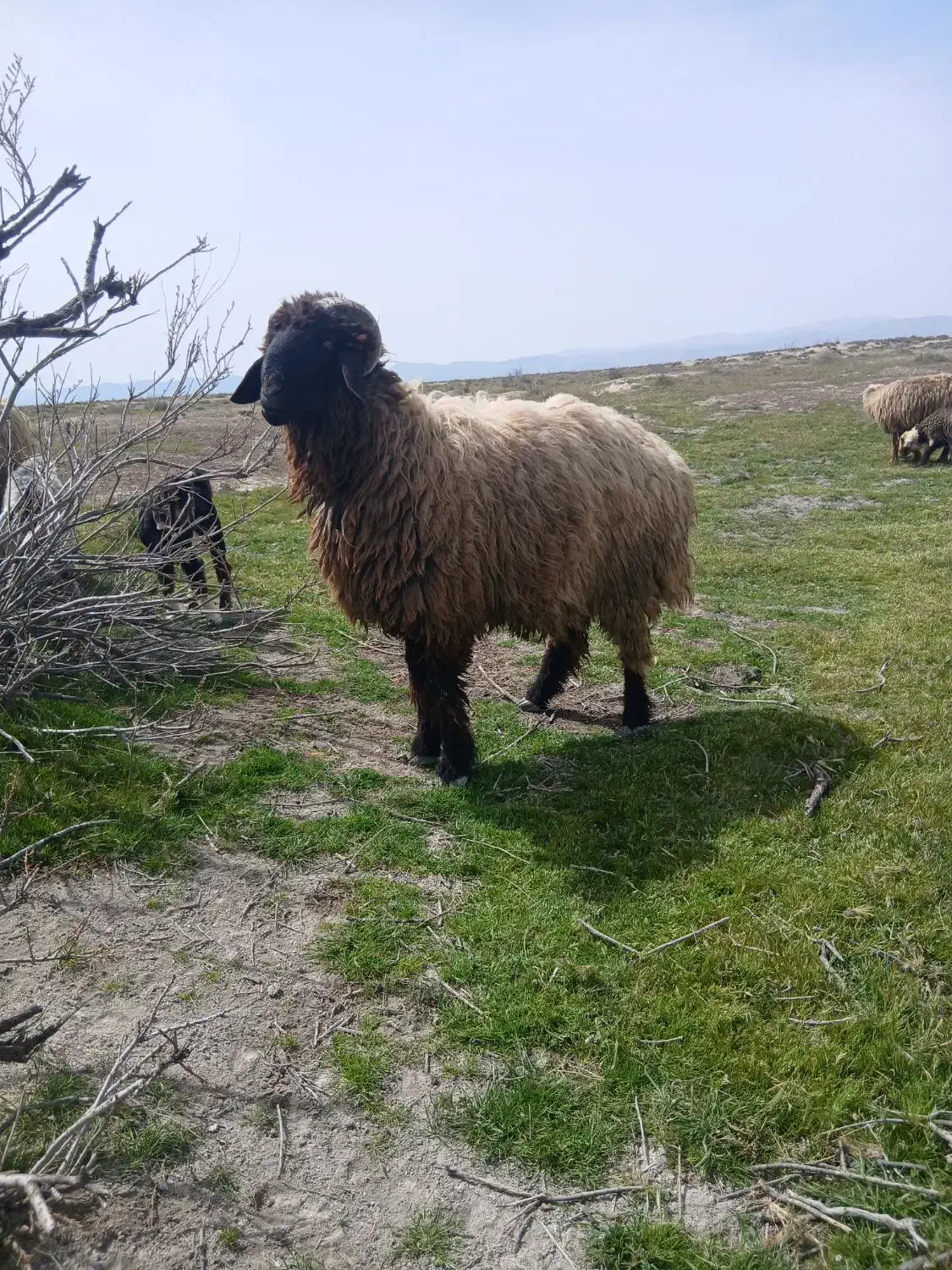 قوچ|حیوانات مزرعه|مرودشت, رامجرد یک|دیوار