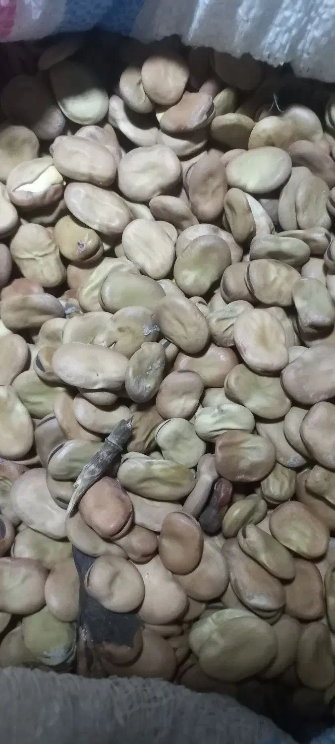 بذر باقلا هیستال نمونه.هشت بند..|خدمات باغبانی و درختکاری|علیآباد کتول, |دیوار