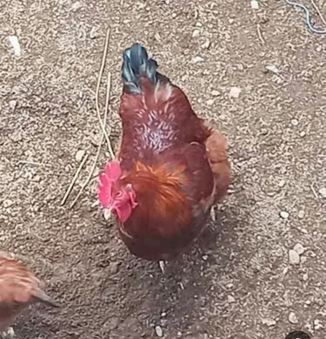 دو عدد خروس وسه عدد مرغ تخم گذار|حیوانات مزرعه|فولادشهر, A3|دیوار