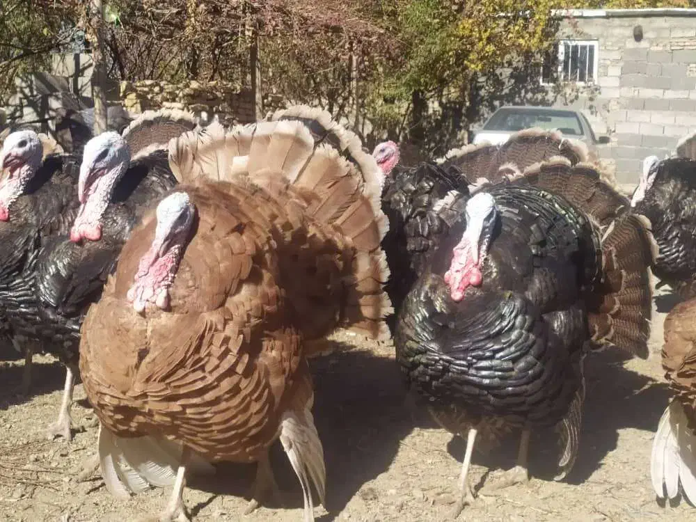 فروش بوقلمون|حیوانات مزرعه|سنندج, |دیوار