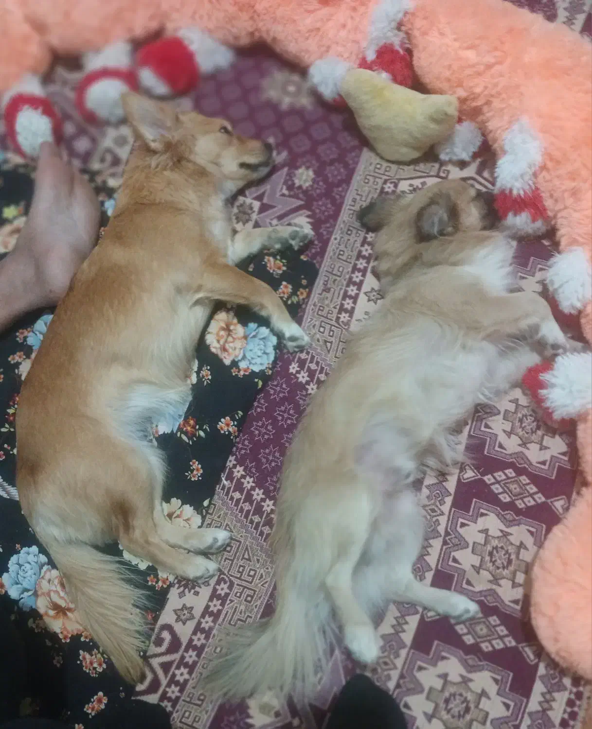 سگ گمشده|حیوانات|اصفهان, بهرامآباد|دیوار