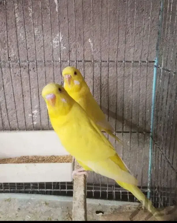 عروس هلندی و مرغ عشق فنچ|پرنده|قوچان, |دیوار