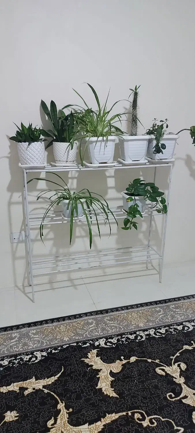 جای گلدان ۳طبقه اهنی|کتابخانه، شلف، قفسههای دیواری|همدان, |دیوار