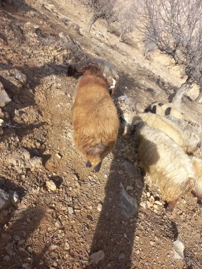 قوچ|حیوانات مزرعه|لردگان, |دیوار