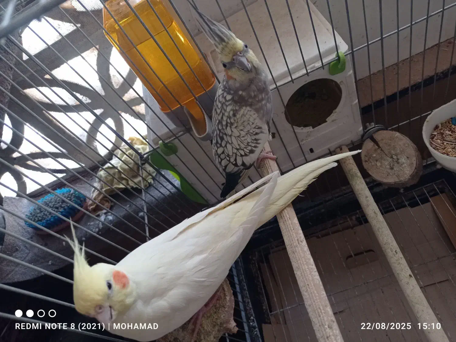 یک جفت عروس هلندی با لوازم|پرنده|پاکدشت, شهرک امام رضا|دیوار