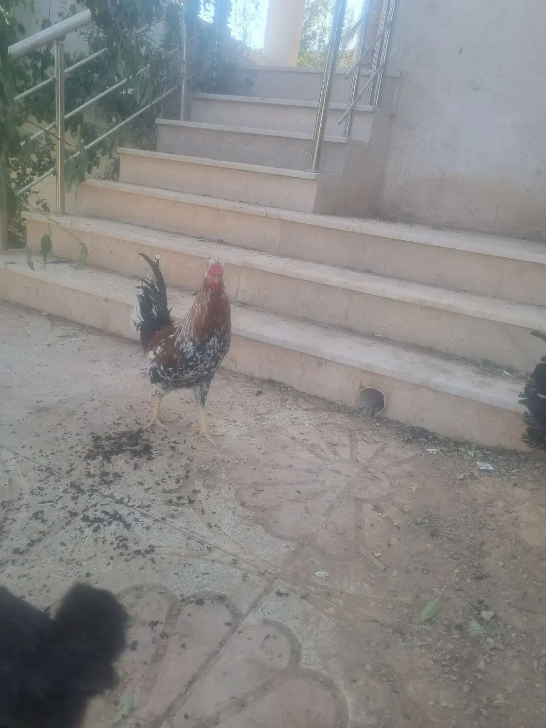 خروس محلی گلین اصل|حیوانات مزرعه|شیراز, ویلاشهر|دیوار