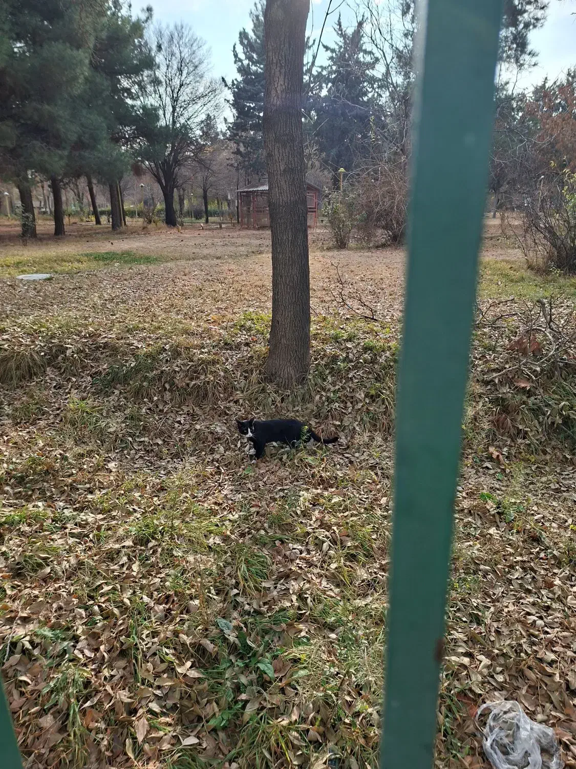 گم شده پیداشده|حیوانات|همدان, |دیوار