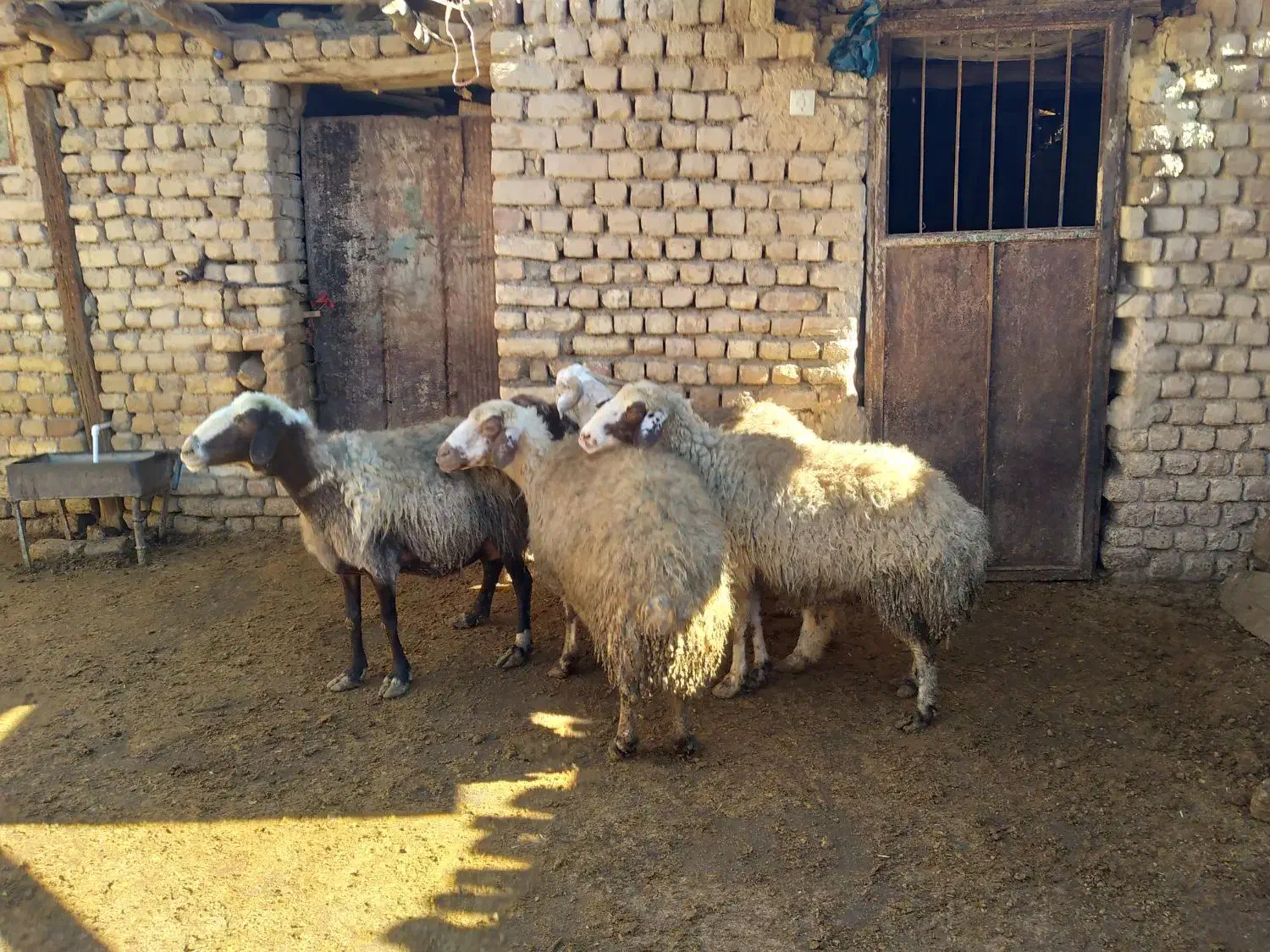 گوسفند چاق|حیوانات مزرعه|معصومیه, |دیوار