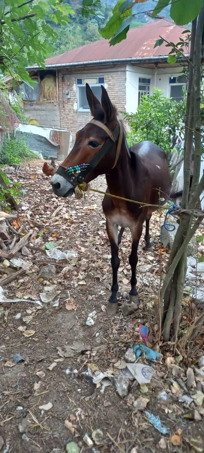 قاطر جوان|حیوانات مزرعه|رانکوه, |دیوار