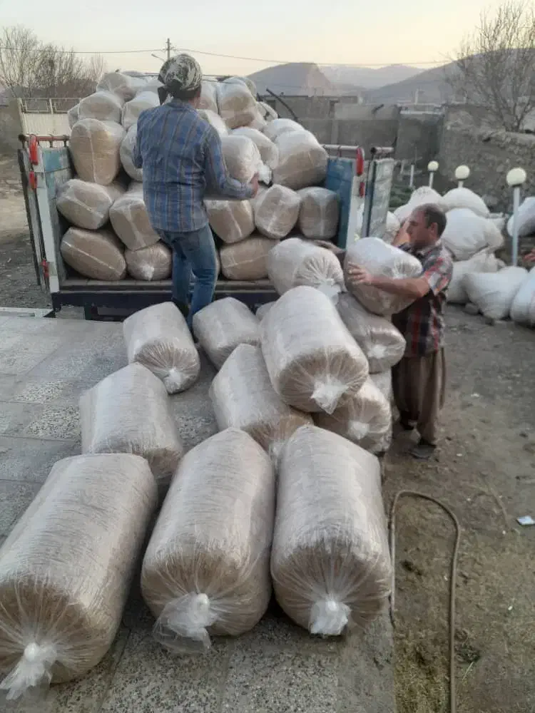 فروش علوفه هیدروپونیک دام سبک پرواری وسنگین شیری|حیوانات مزرعه|سبزوار, چهارراه فرودگاه|دیوار