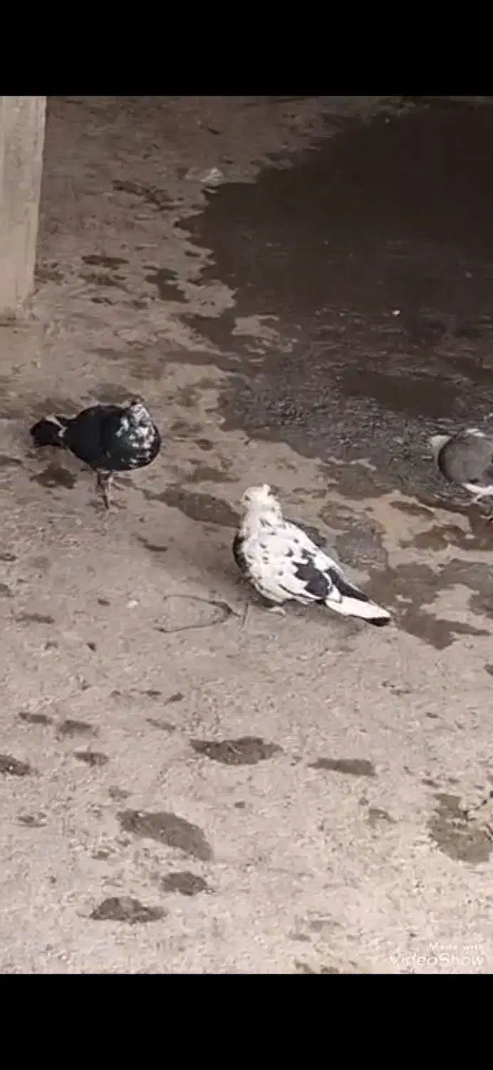 ۳۵۰|پرنده|ارمند, |دیوار