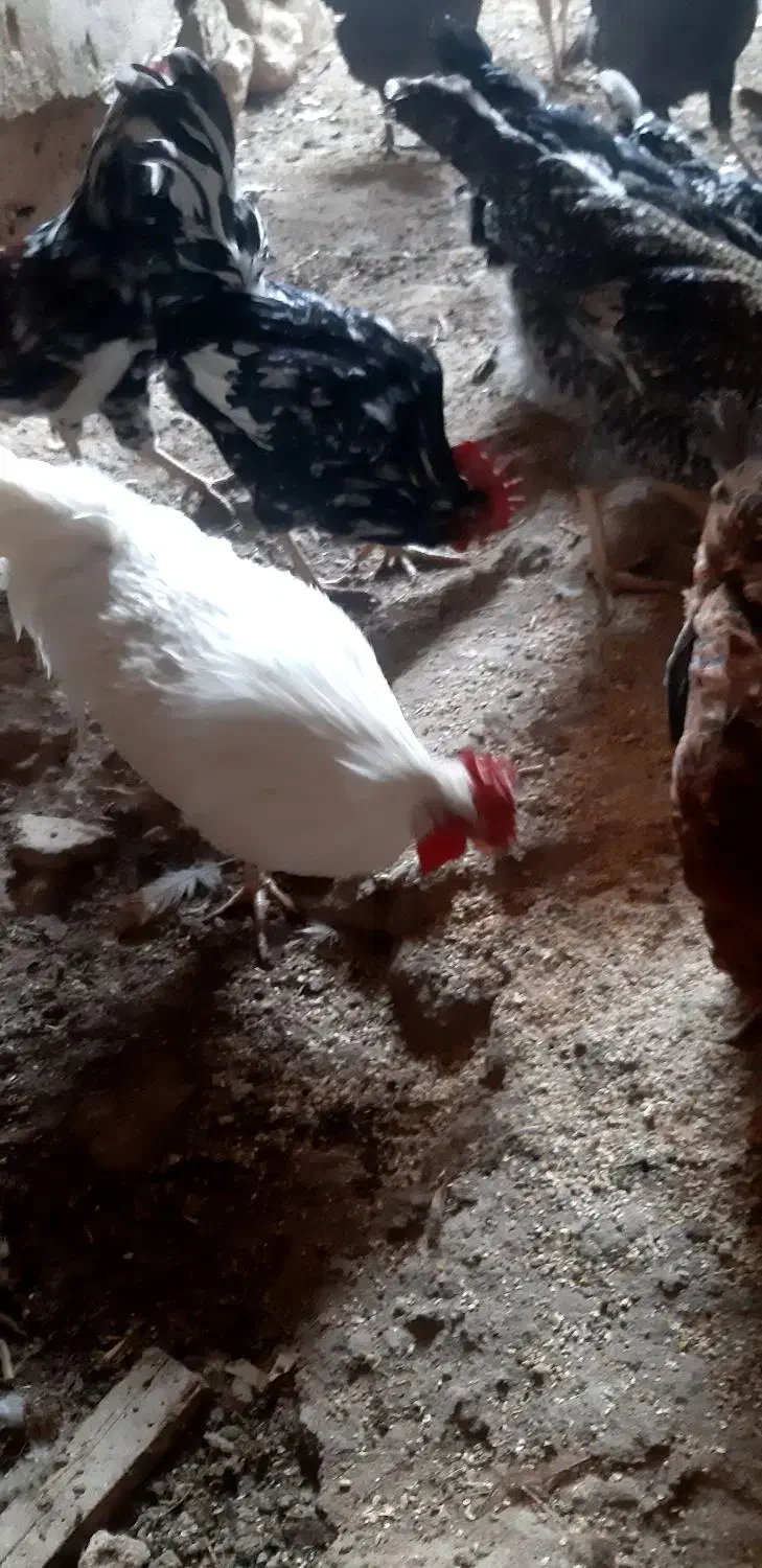 فروش خروس سفید چهل تاج و ساده و ....|حیوانات مزرعه|تفت, |دیوار