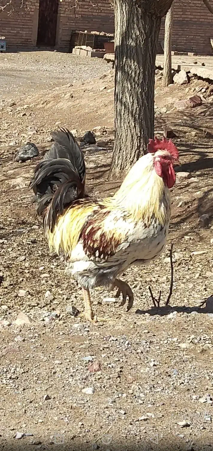مرغ تخمی و خروس|حیوانات مزرعه|چترود, |دیوار