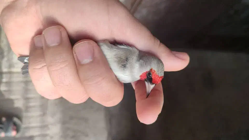 سهره متولد قفس|پرنده|تهران, مینای شمالی (مخبر)|دیوار