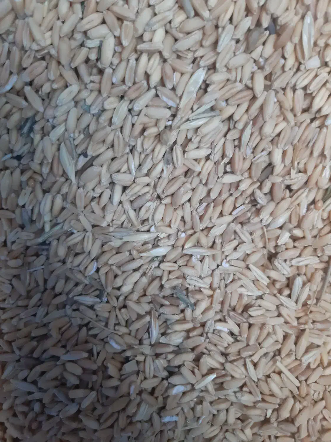 گندم دیم|لوازم جانبی حیوانات|قوچان, |دیوار