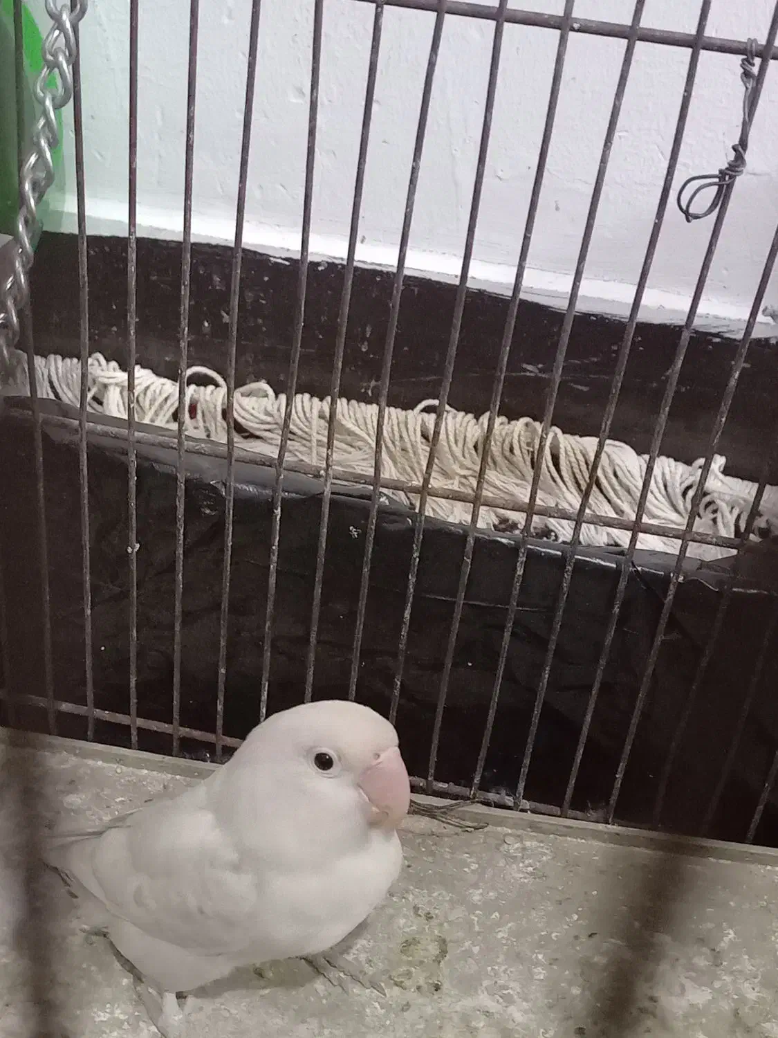 طوطی برزیلی|پرنده|مشگین شهر, |دیوار