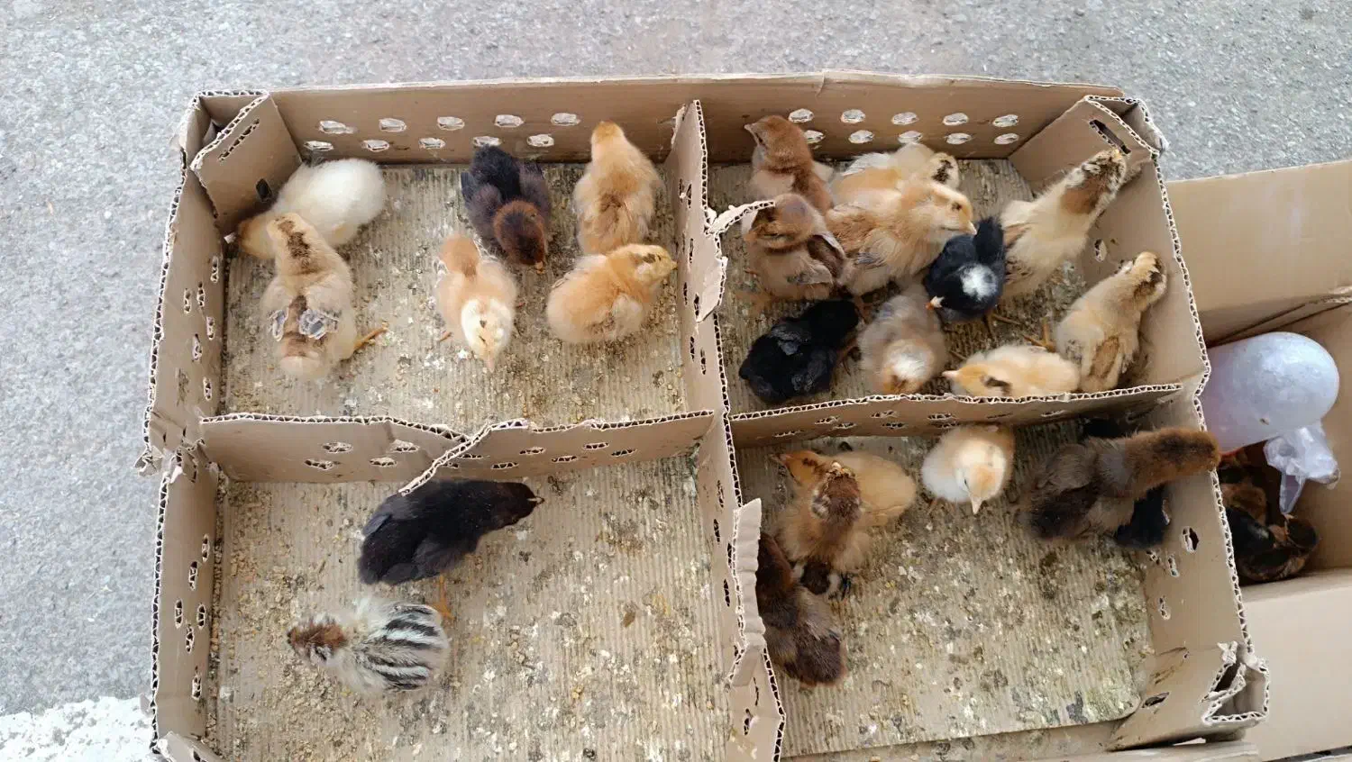 جوجه مرغ  اردک. غاز|حیوانات مزرعه|تربت‌حیدریه, ۴۵ متری|دیوار