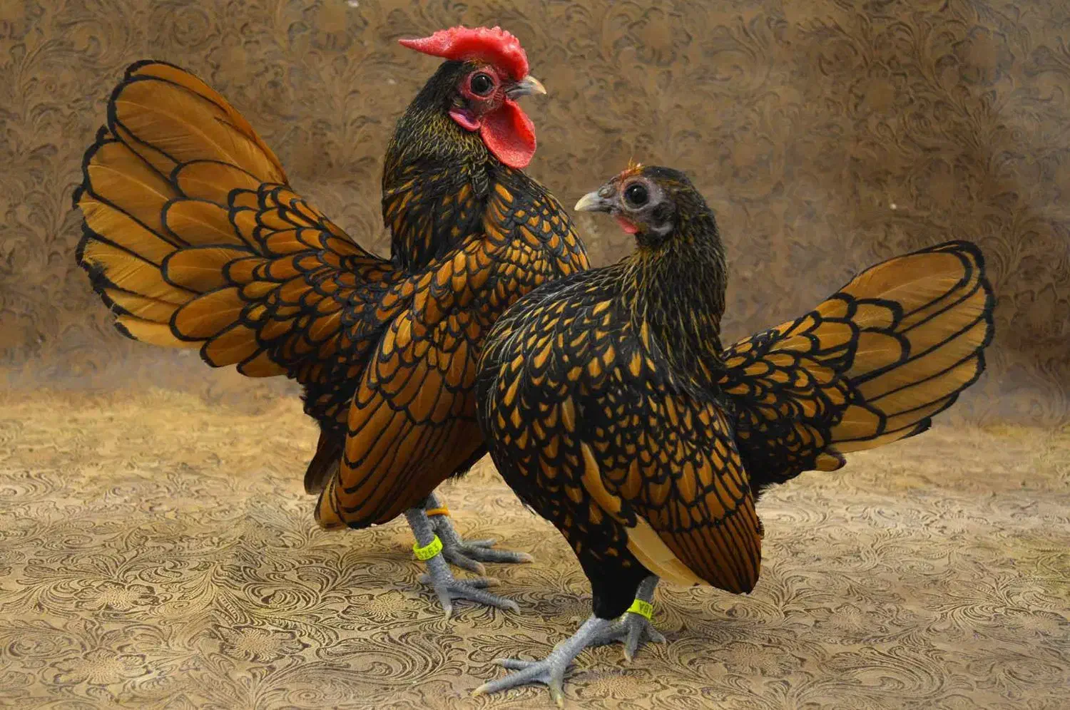 ۹ تا تخم نطفه دار مرغ سبرایت|حیوانات مزرعه|کاشان, فاز ۲ ناجی آباد|دیوار