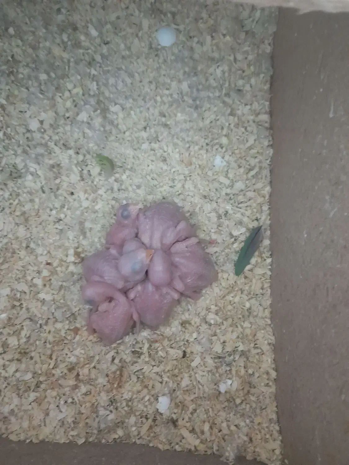 جوجه ملنگوسرلاکی|پرنده|تهران, پارک شهر|دیوار