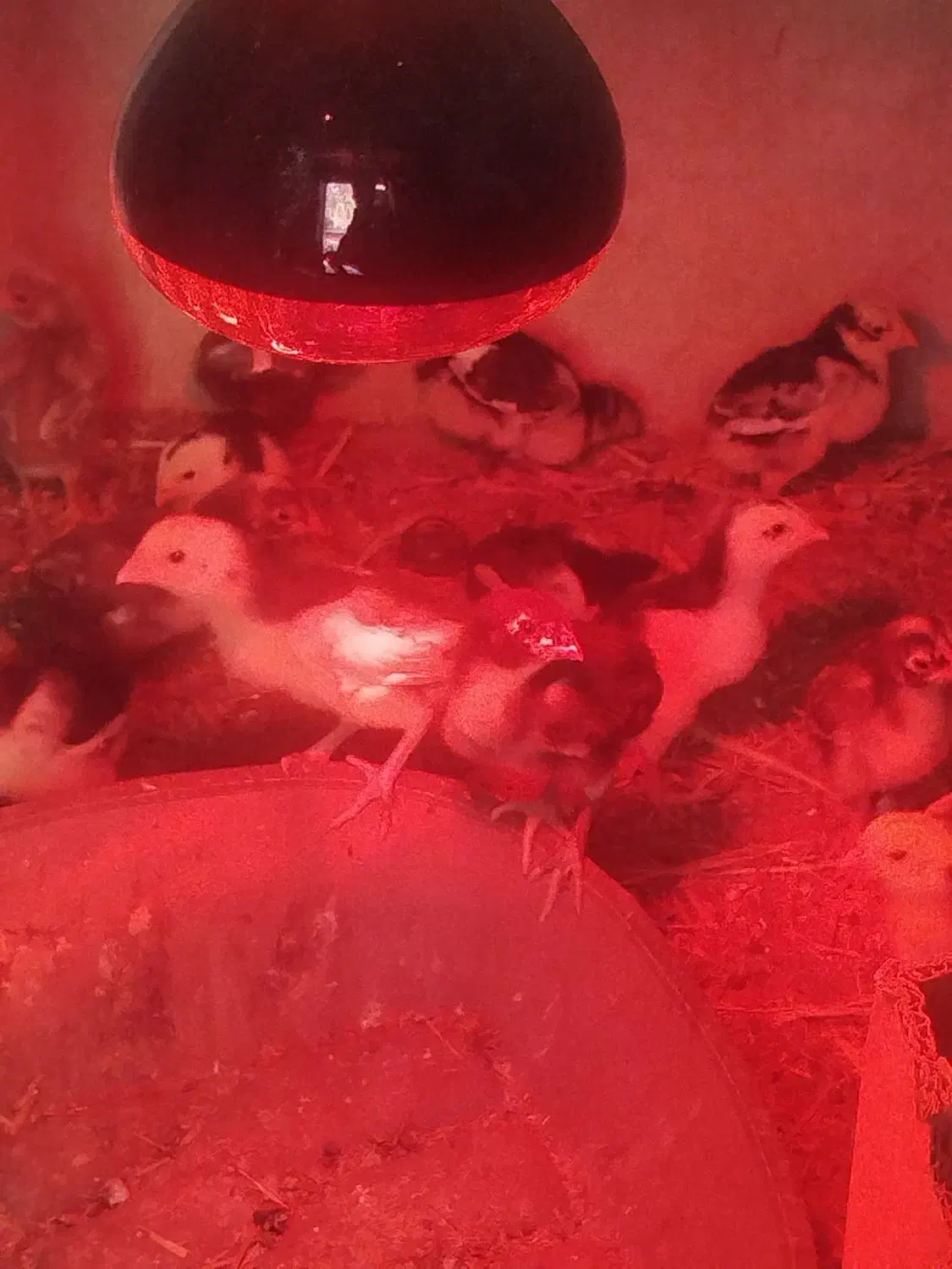 جوجه اوشامو|حیوانات مزرعه|تخت, |دیوار