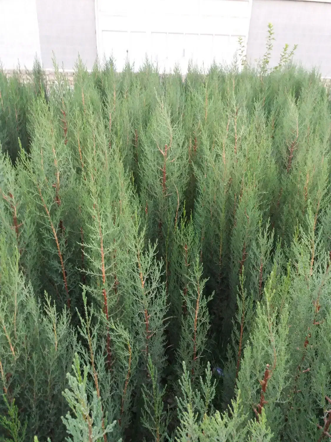 نهالستان ، تولید نهال میوه و نهال زینتی،انواع گل|خدمات باغبانی و درختکاری|فلاورجان, |دیوار