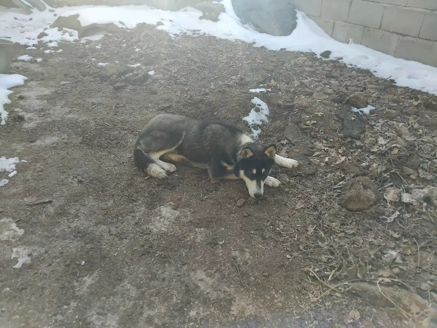 سگ هاسکی|سگ|جلگه شوقان, |دیوار