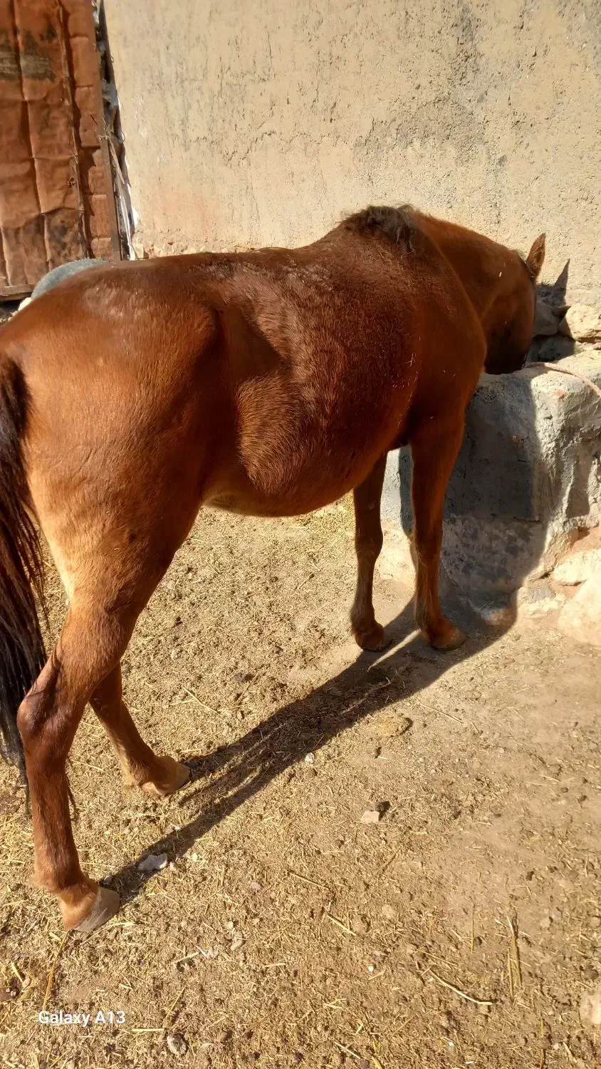 مادیان ۹ ماه ابستن|اسب و تجهیزات اسبسواری|بدره, |دیوار